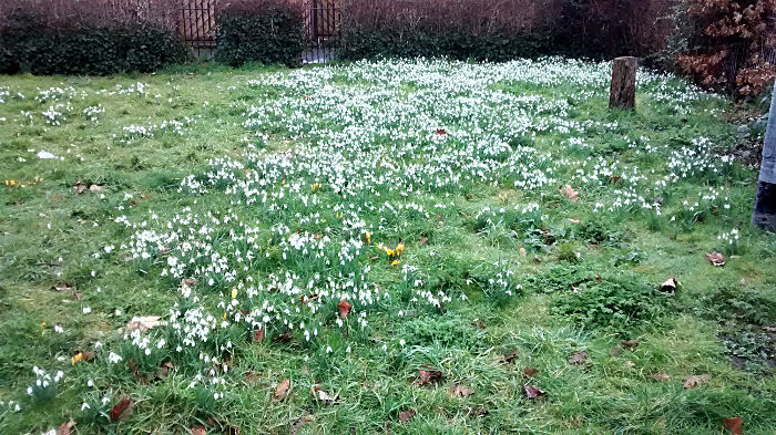 lots of crocuses