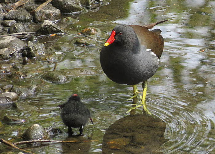 moorhen and chick