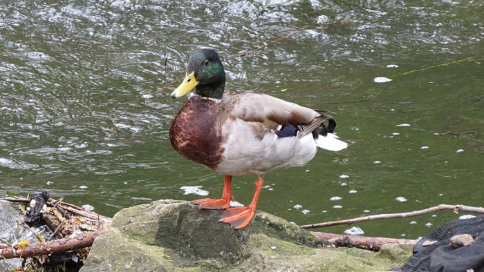 pictures of ducks
                            are always good :-)