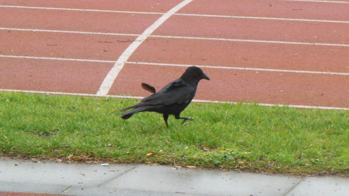 a crow with
                                  a ruffled feather