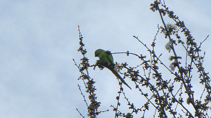 parakeet high in a
                            tree