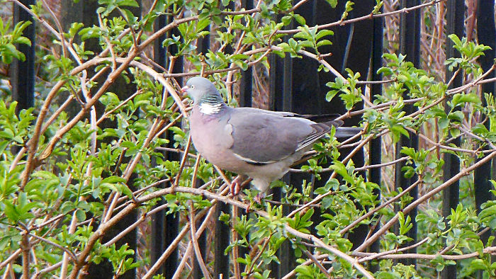 pigeon in a tree