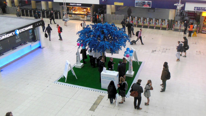 blue leaved tree at Waterloo