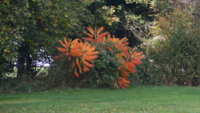 some sort of shrub
                      displaying brilliant autumn colours