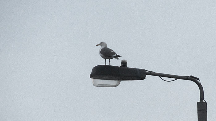 seagull on a
                              lamp post