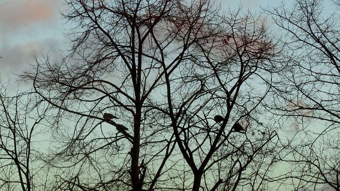 pigeons shivering in a tree
                  just before sunset