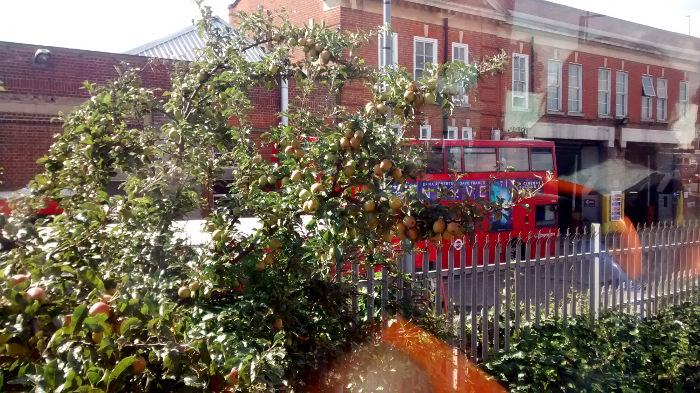 apple tree outside Catford
                  bus garage