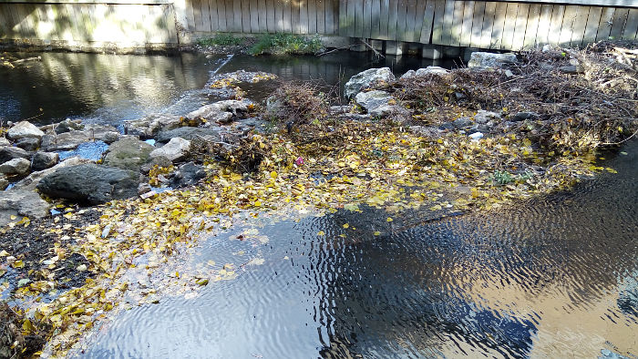 autumn leaves caught on a weir