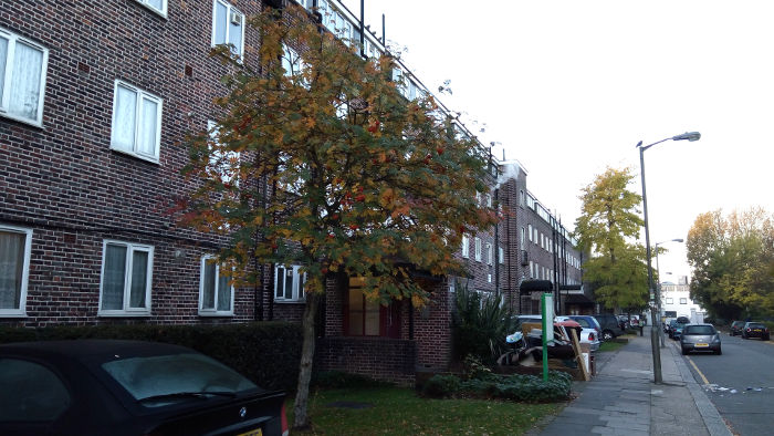 leaves turning yellow, and lots of berries