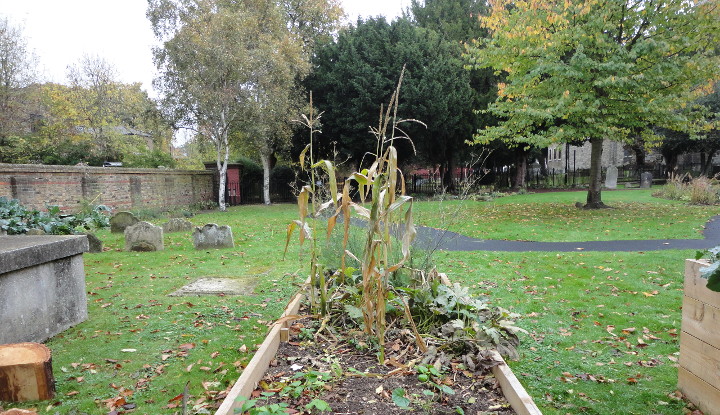 dead bodies on the
                            left, and maize in the middle