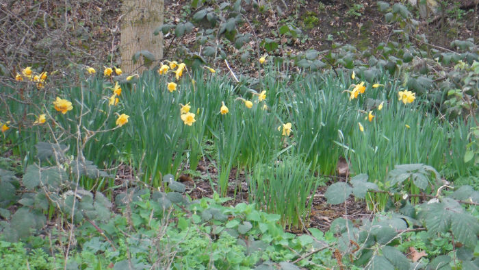 daffodils in the
                  park