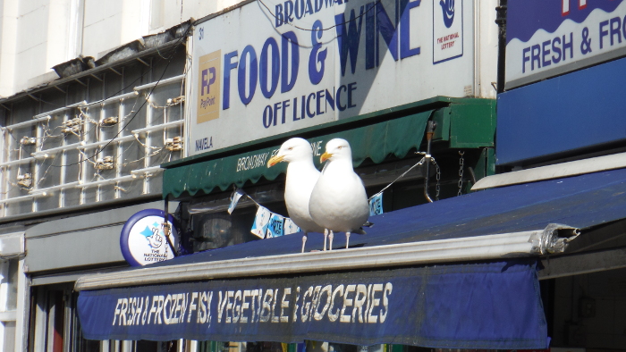 gulls on the fish shop