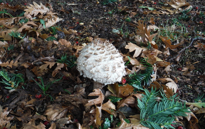 shaggy parasol fungus