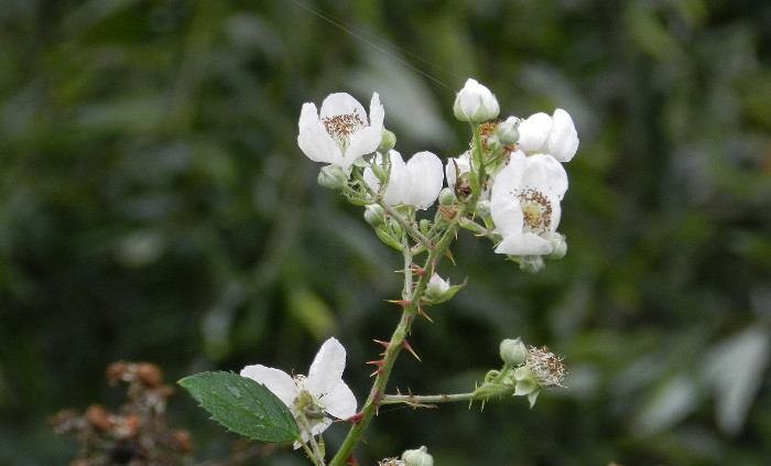 blackberry flowers