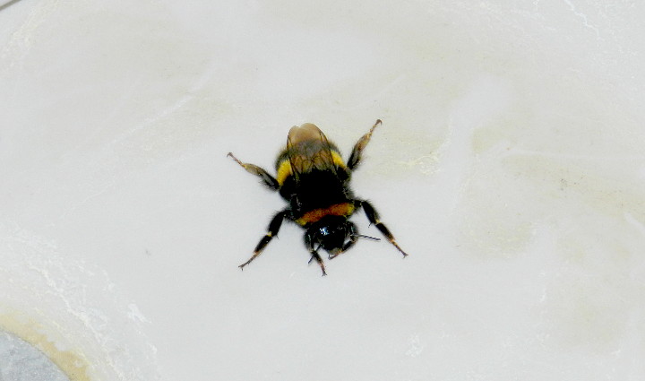 bumble bee in the
                        bath