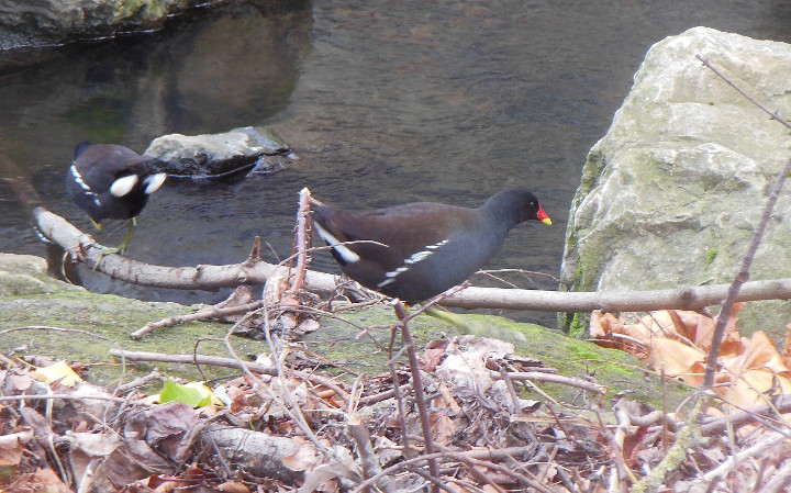 moorhen or coot