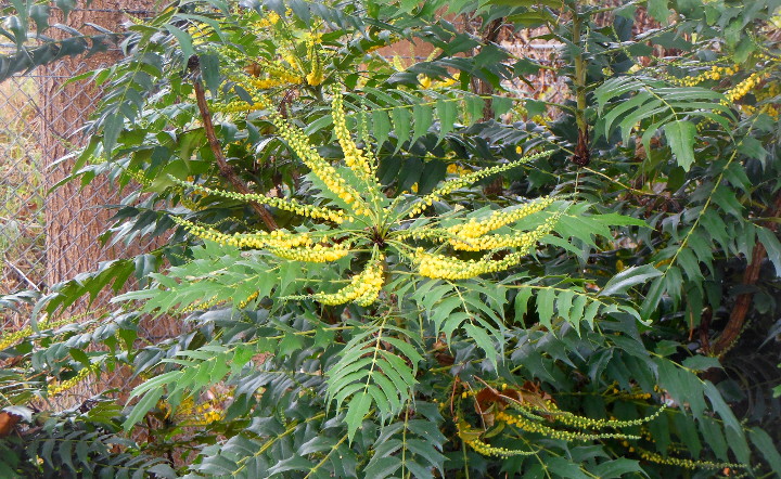 flowering shrub