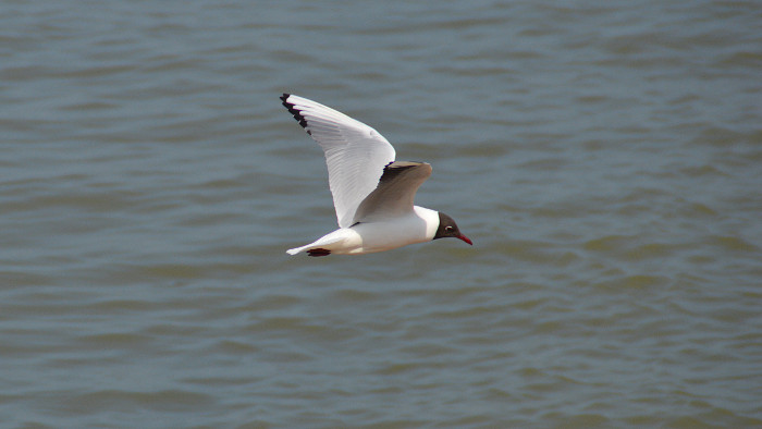 gull on the wing