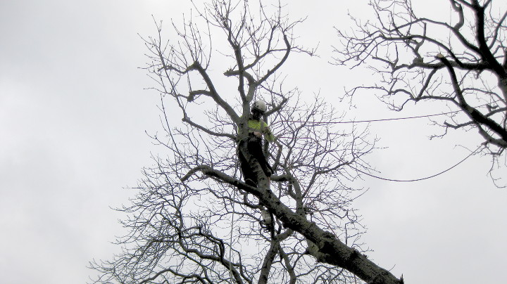 tree surgeon