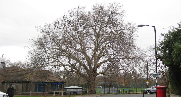 big tree next to
                        Ladywell Arena