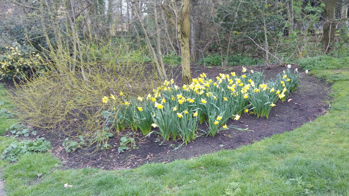 daffodils