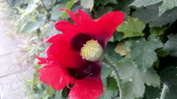 definitely a poppy