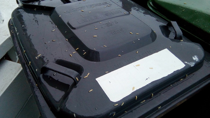 maggots on a wheelie bin