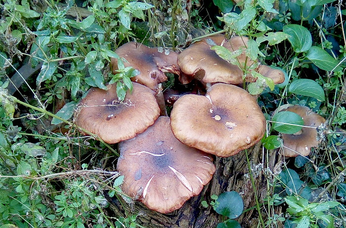 fungi in my back
                        garden