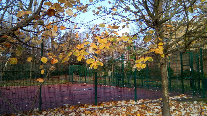 This tree is holding on to some of it's
                        leaves