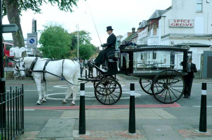 black horse drawn
                        hearse with white horses