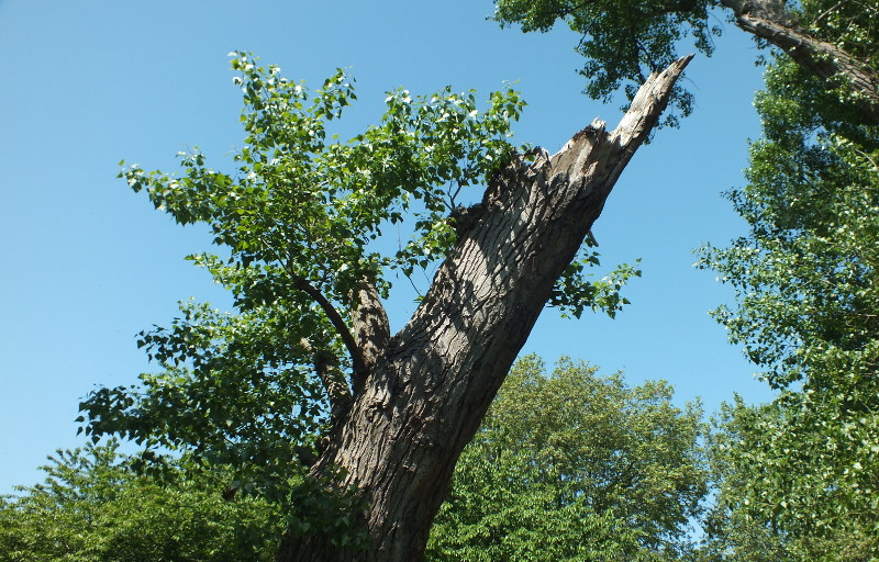 broken tree