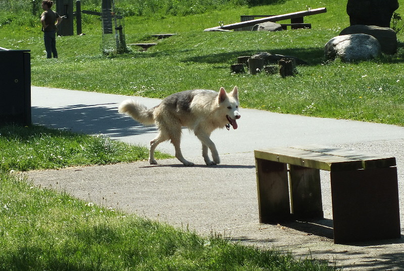 wolves re-introduced to cull feral
                        children