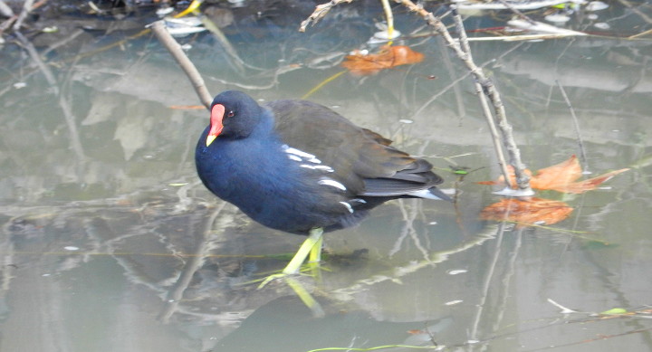 moorhen paddling in
                        cold water