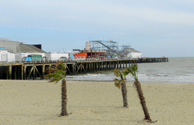 palm trees on the
                        beach