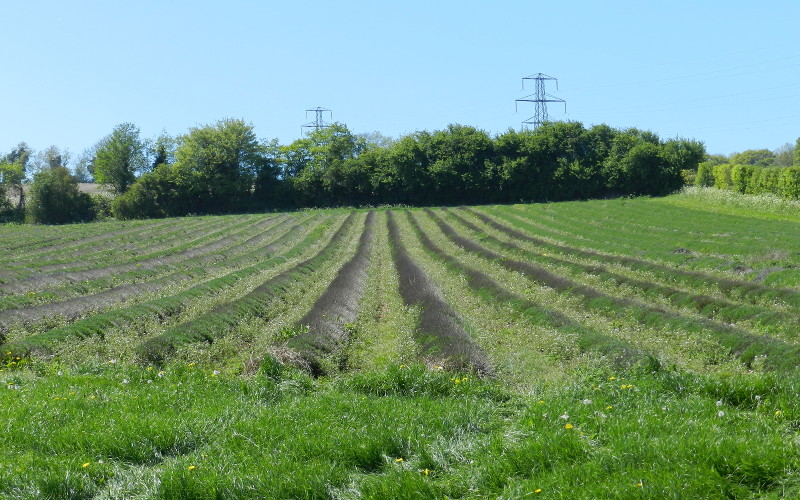 Lavendar fields - but
                        not in bloom yet