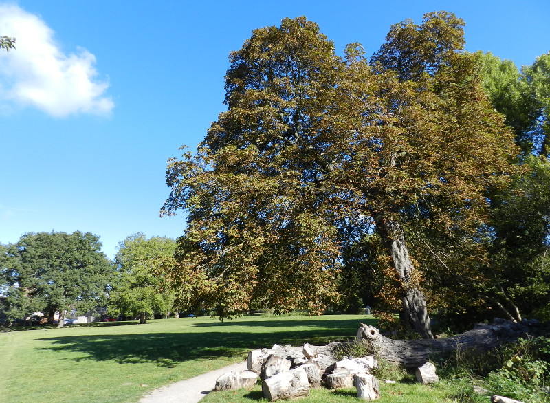 leaves starting to
                        turn brown