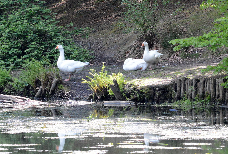 swans on the far
                            side of the first pond