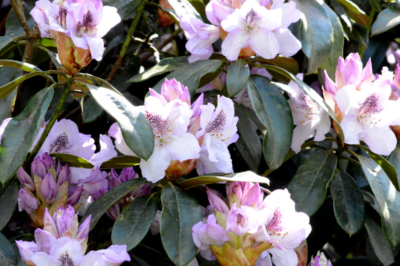 Rhodedendrums