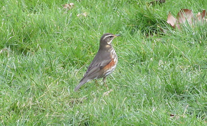 Redwing