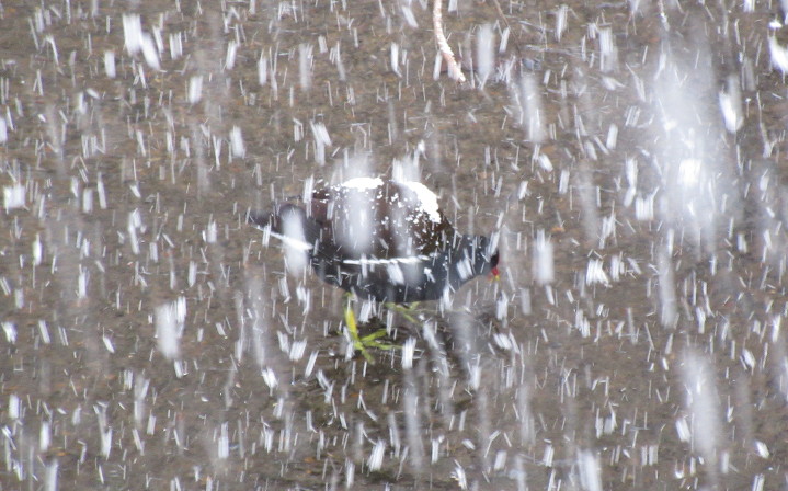 a coot standing in icy cold water with
                        snow on it's back in the middle of a blizzard