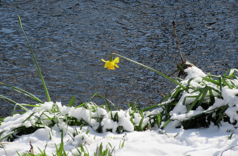 solitary surviving
                      daffodil