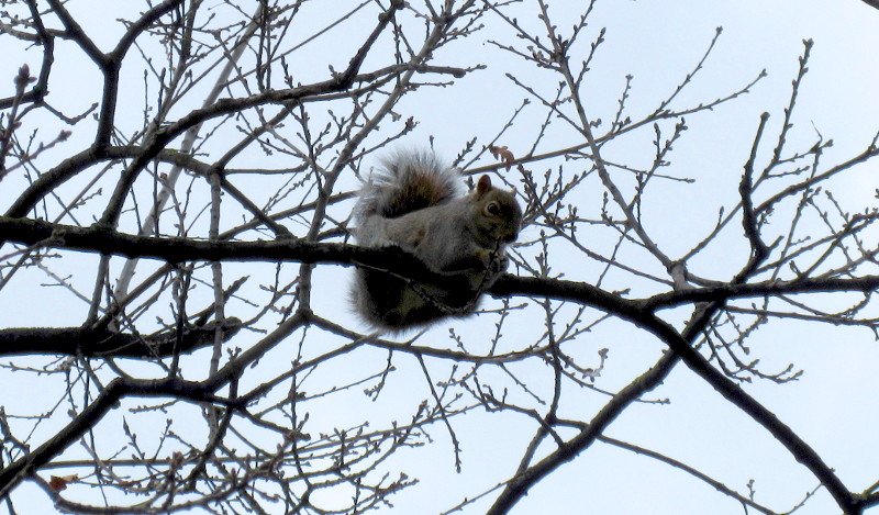 squirrel high up in
                          a tree