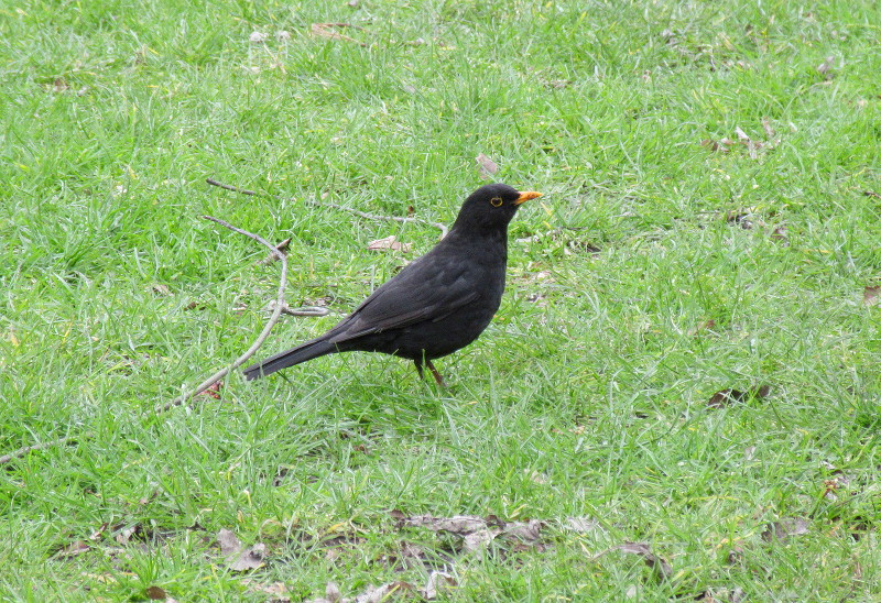 Blackbird