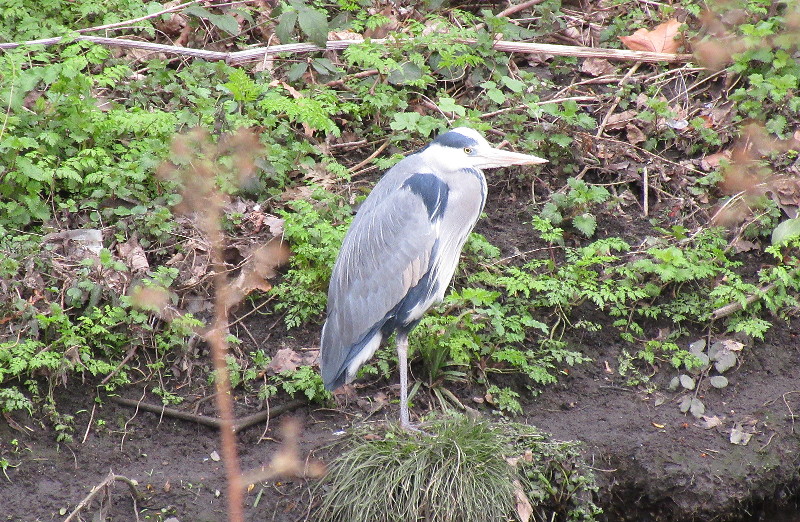 Heron on the riverbank