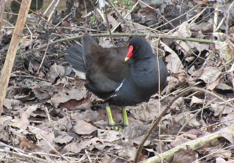 It's a moorhen !