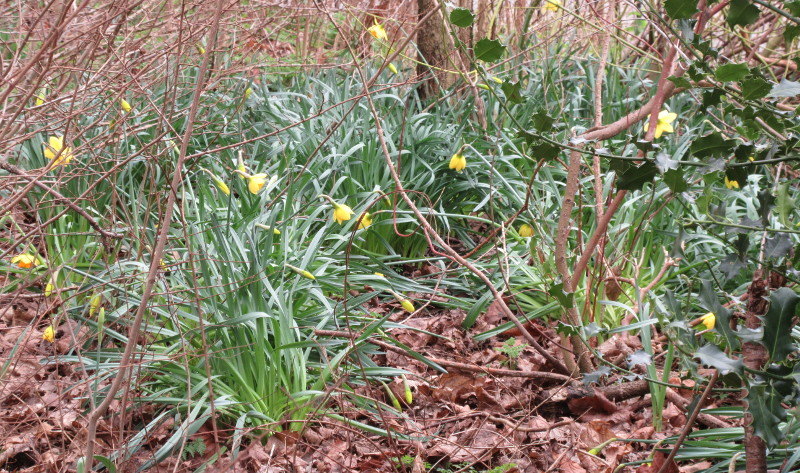 the daffodils aqlmost in full bloom
                          now