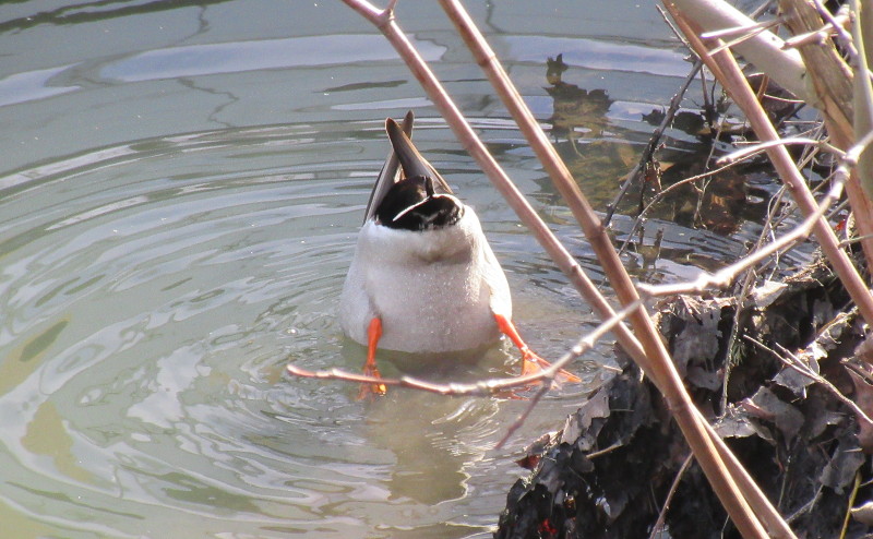 a ducks bottom