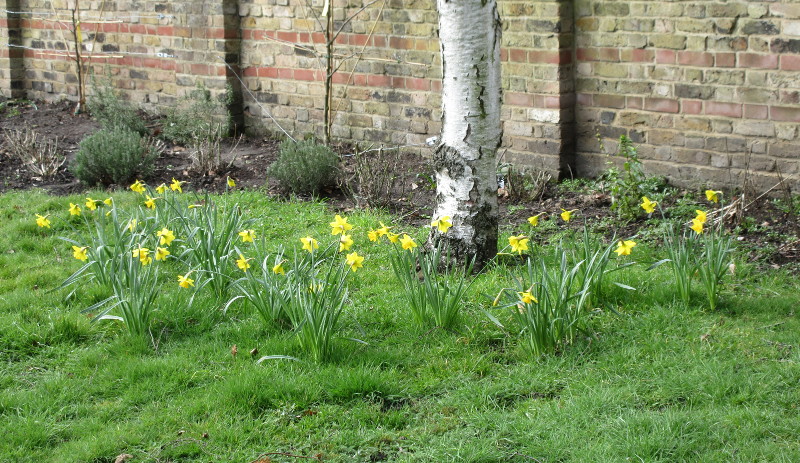 nice show of daffs in the St Mary's
                        Church garden