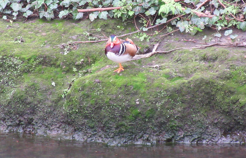 mandarin duck