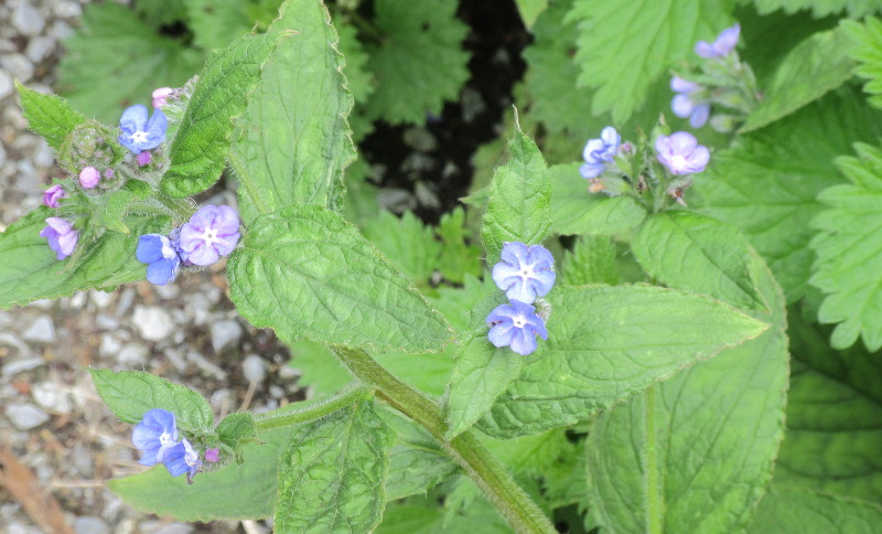 little blue flowers in macro mode